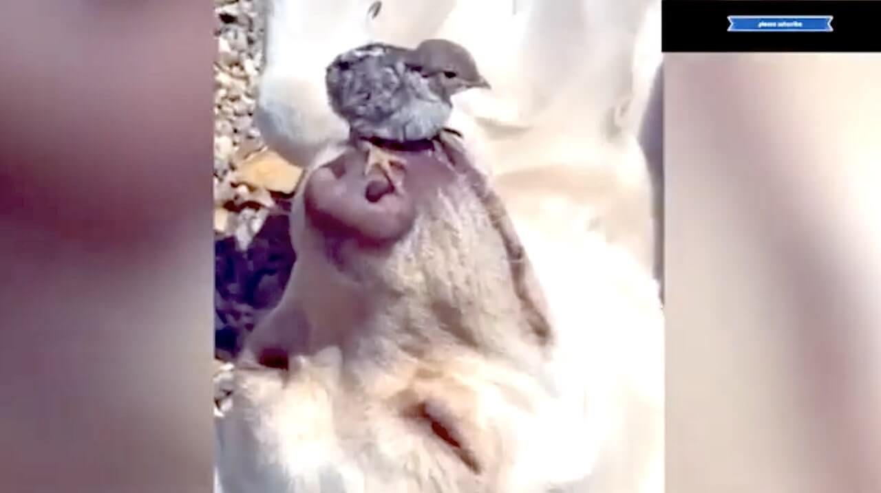 ラブラドールレトリーバー,動画