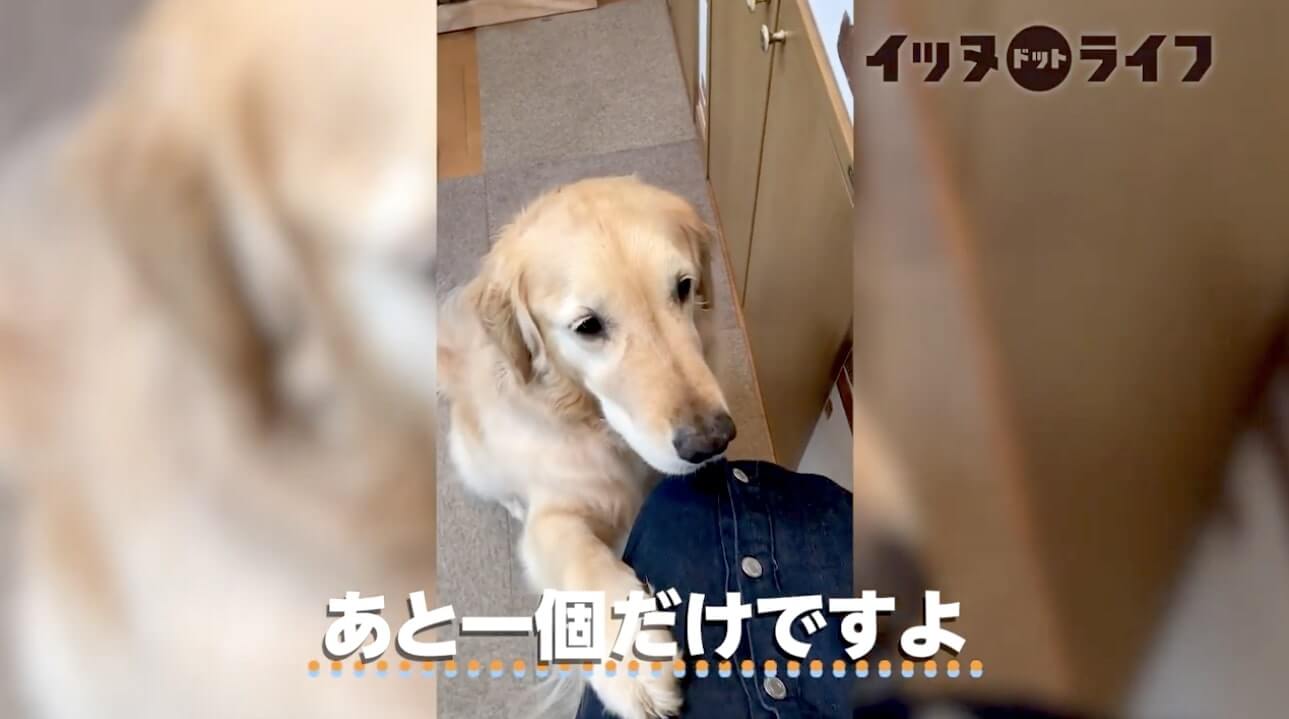 ゴールデン,動画,イッヌドットライフ