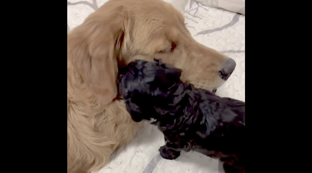 ゴールデンレトリーバー,動画