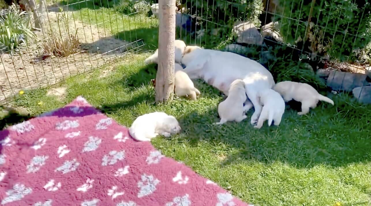 ラブラドールレトリーバー,動画