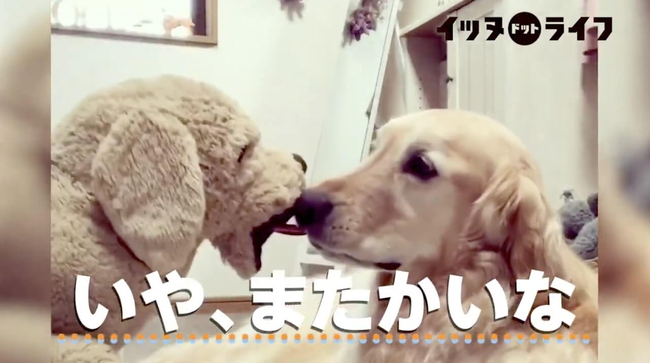 ゴールデン,動画,イッヌドットライフ