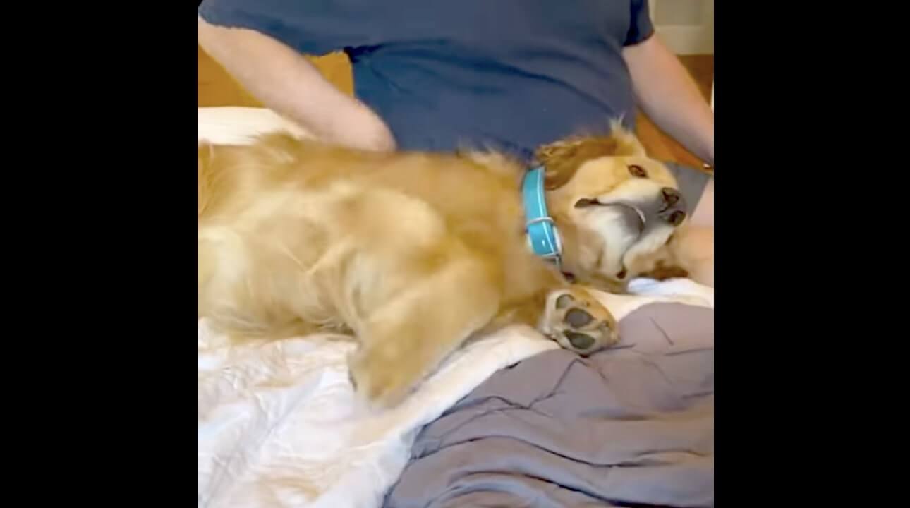 ゴールデンレトリーバー,動画