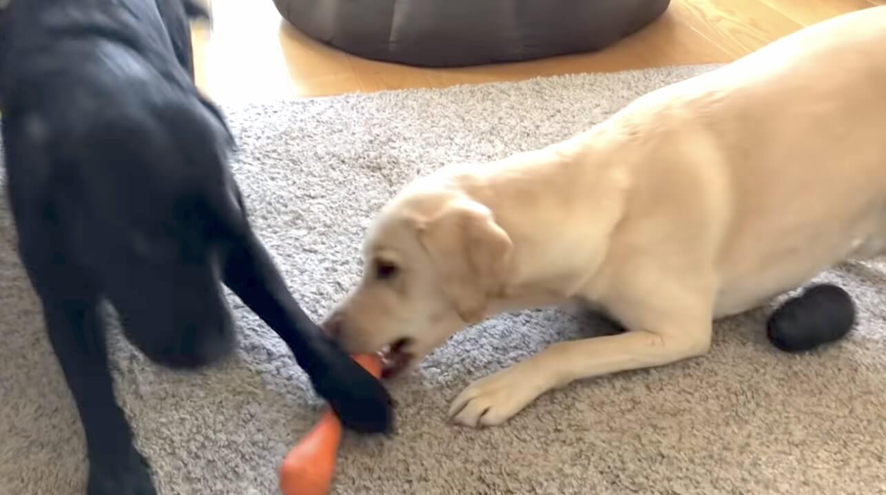 ラブラドールレトリーバー,動画