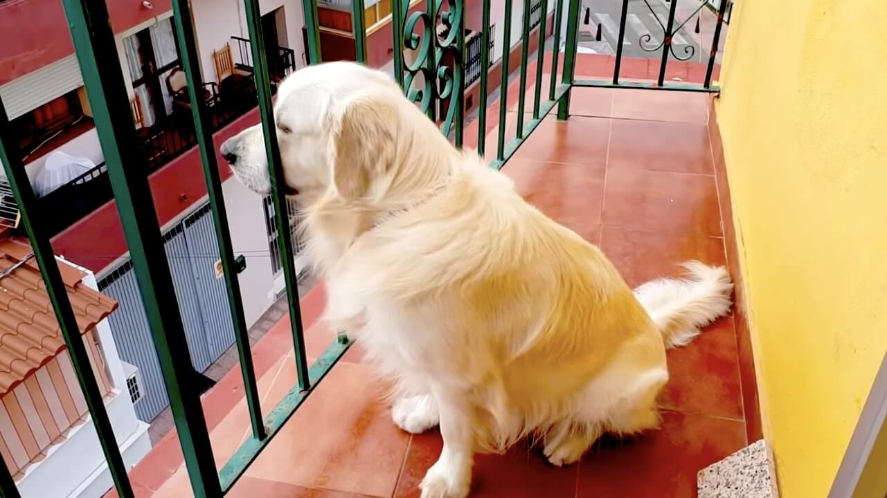 ゴールデンレトリーバー,動画