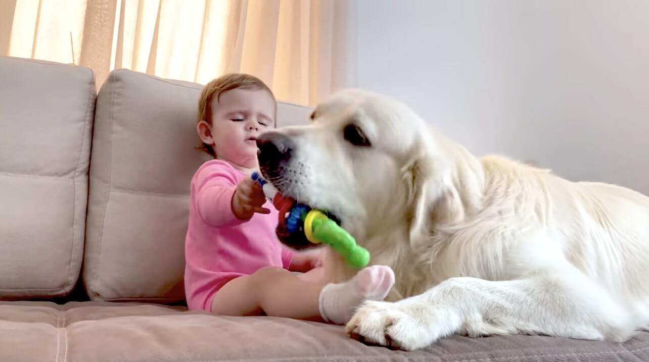 ゴールデンレトリーバー,動画