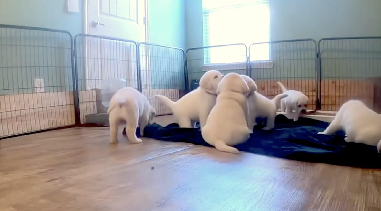 ラブラドールレトリーバー,動画