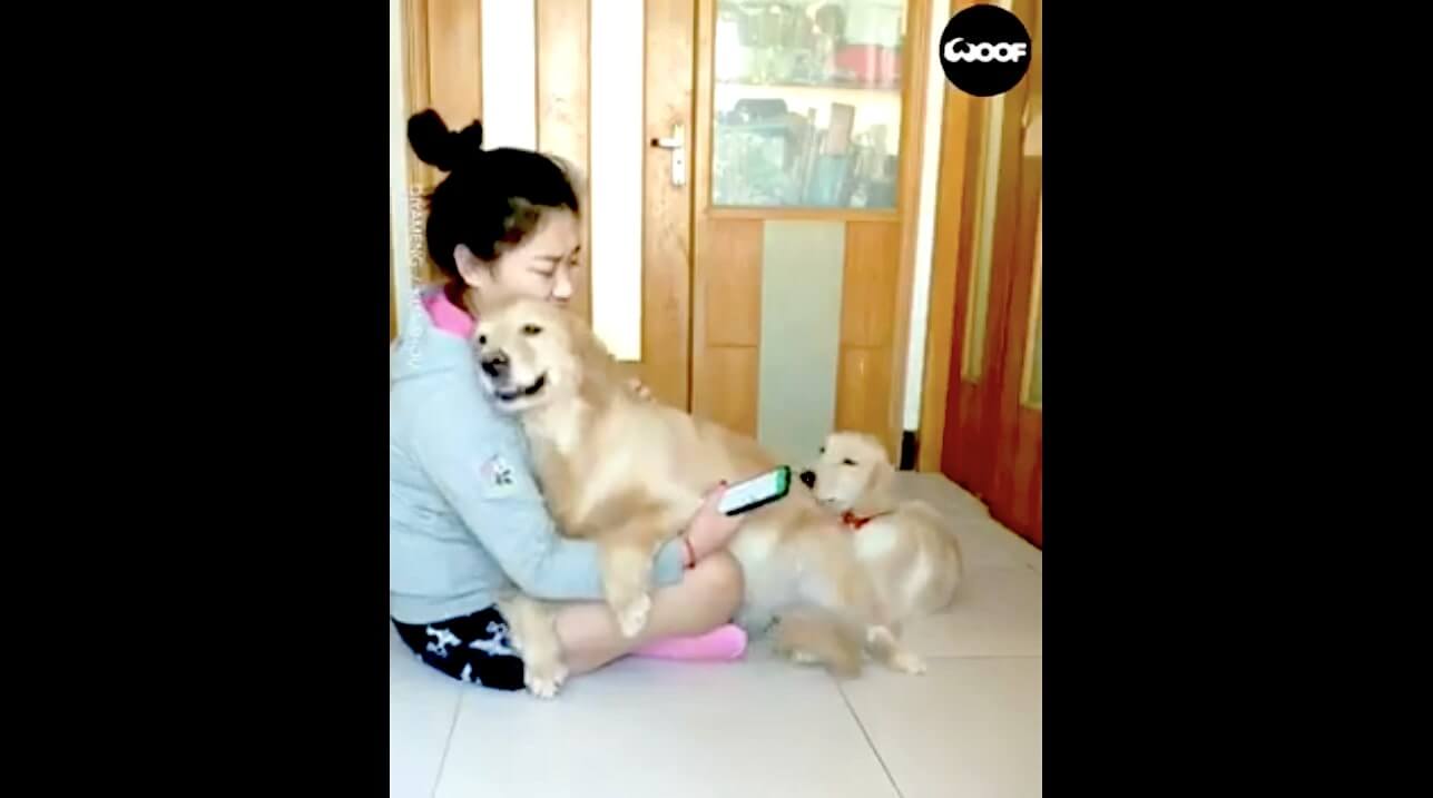 ゴールデンレトリーバー,動画