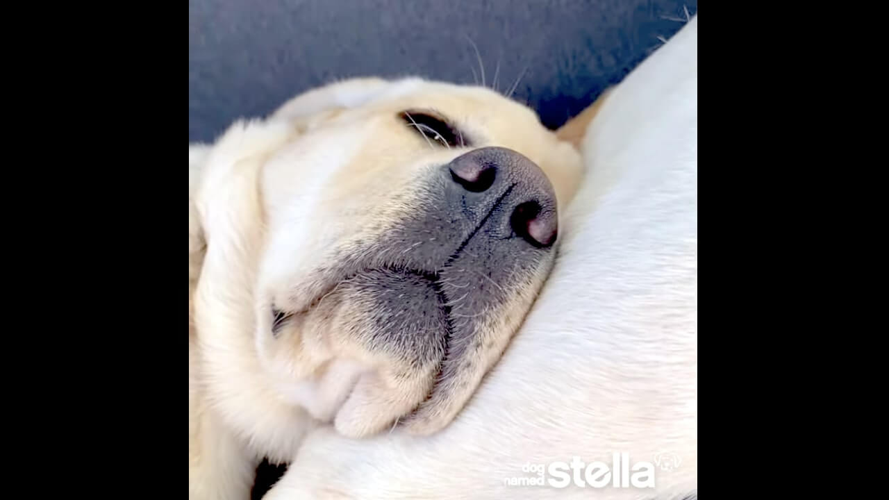 ラブラドールレトリーバー,動画