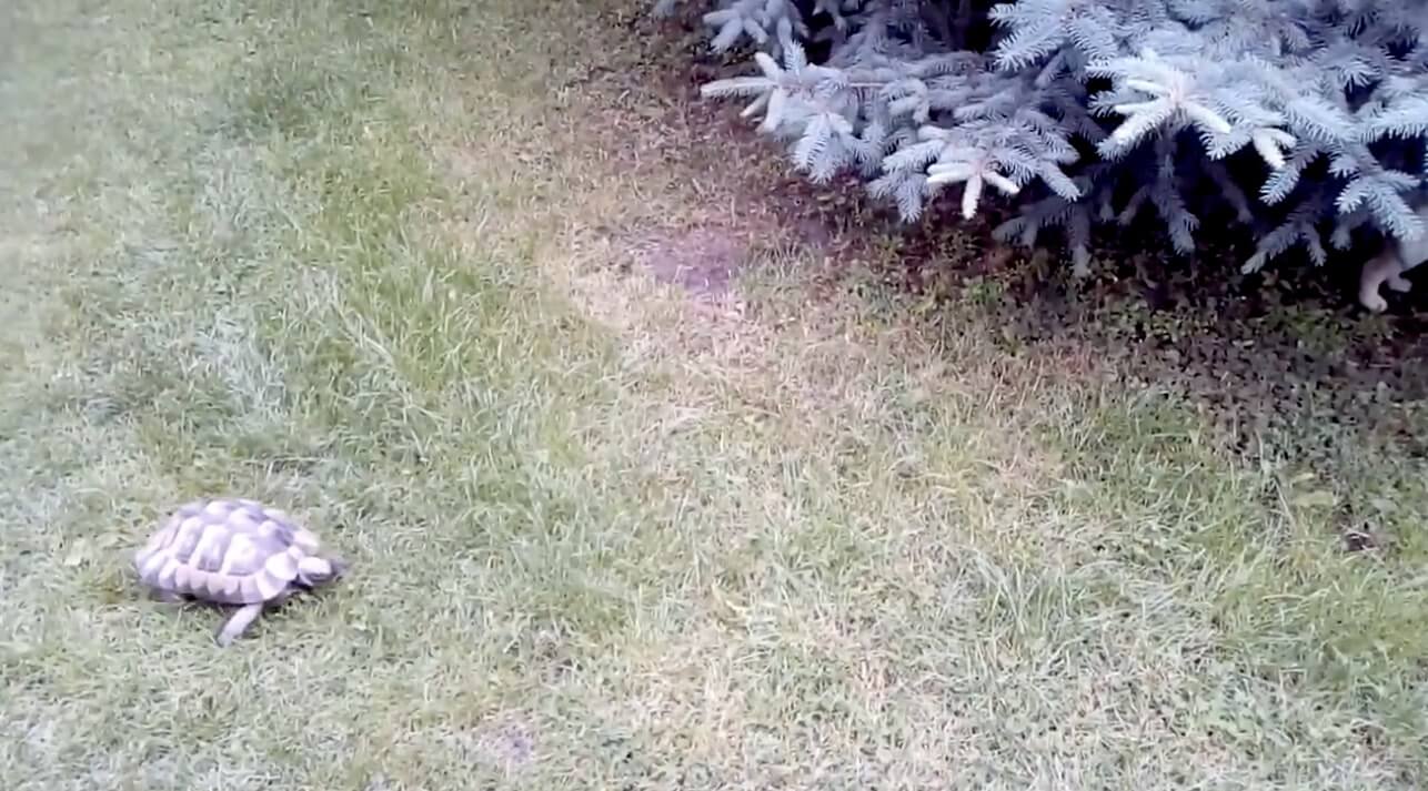 ラブラドールレトリーバー,動画