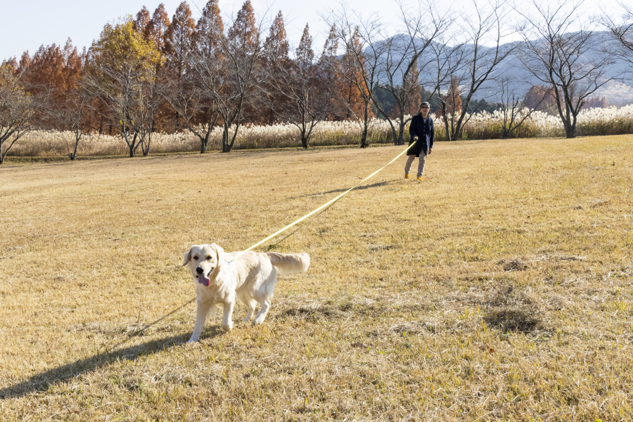 レトリーバー,伸縮リード,フレキシ