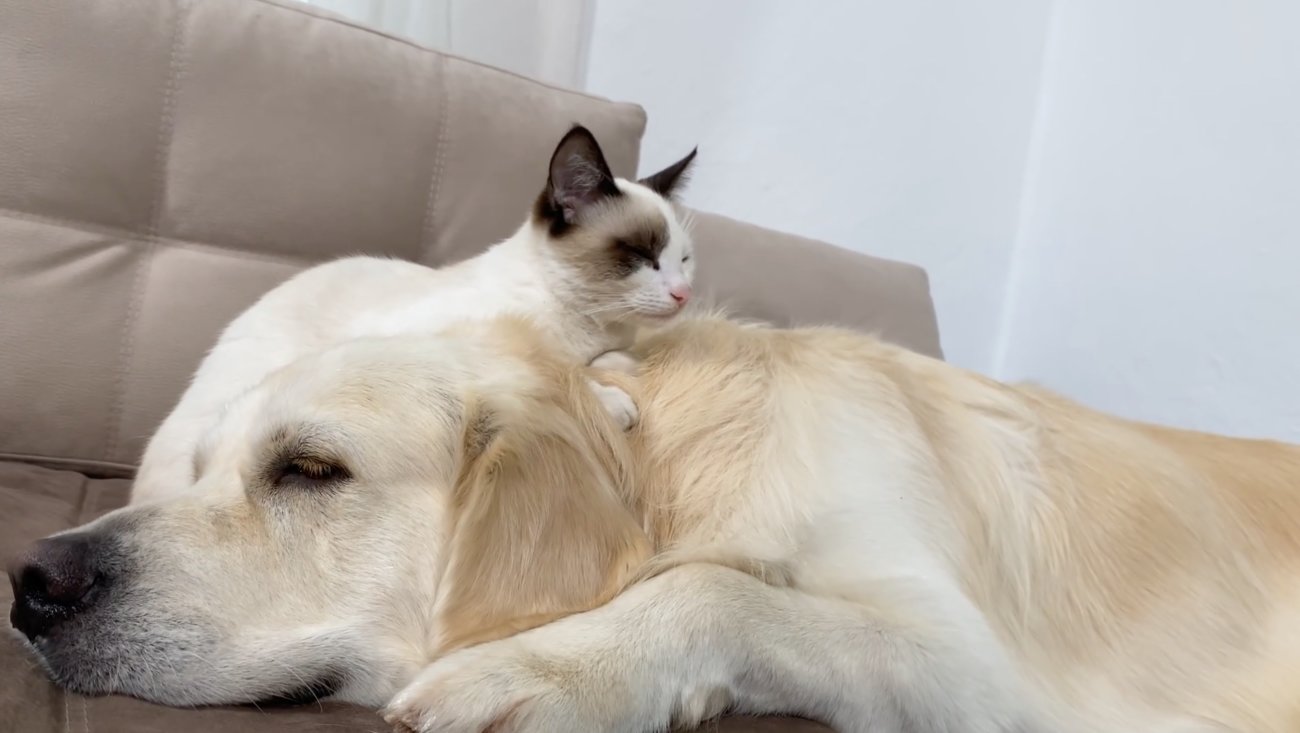 ゴールデンレトリーバー,動画