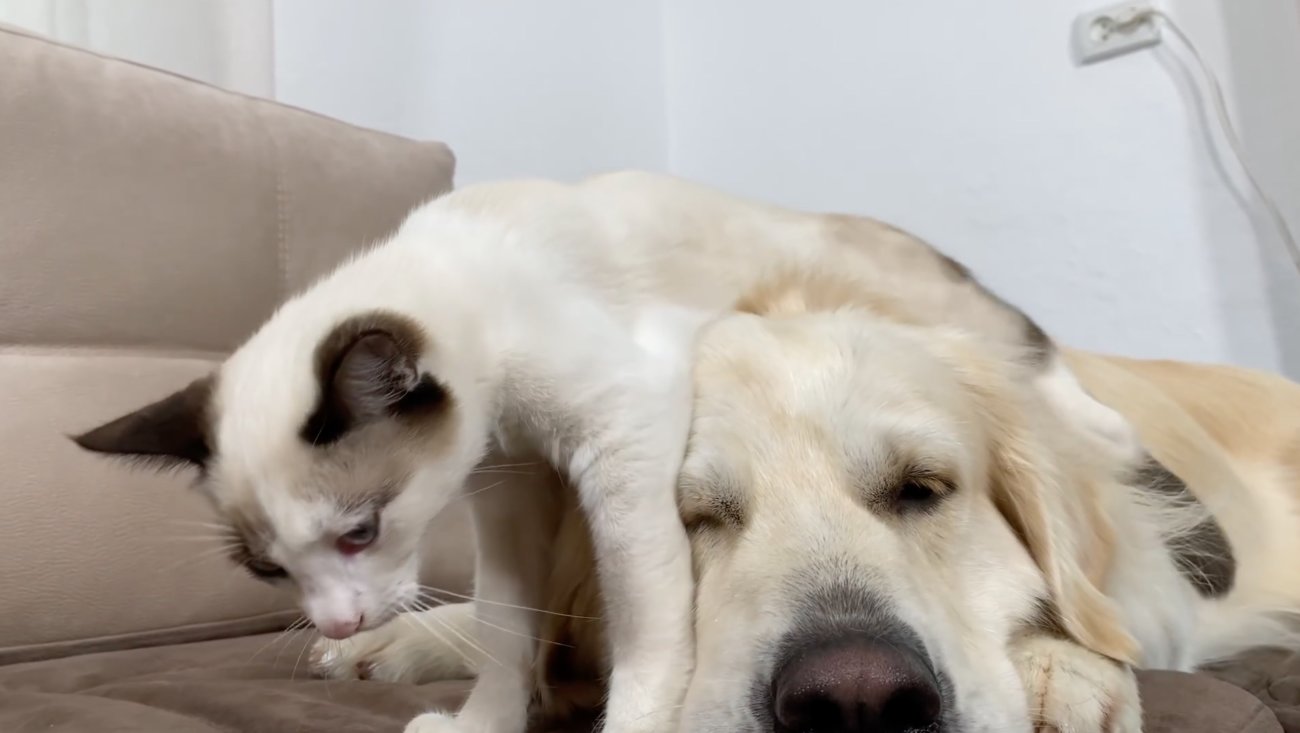 ゴールデンレトリーバー,動画