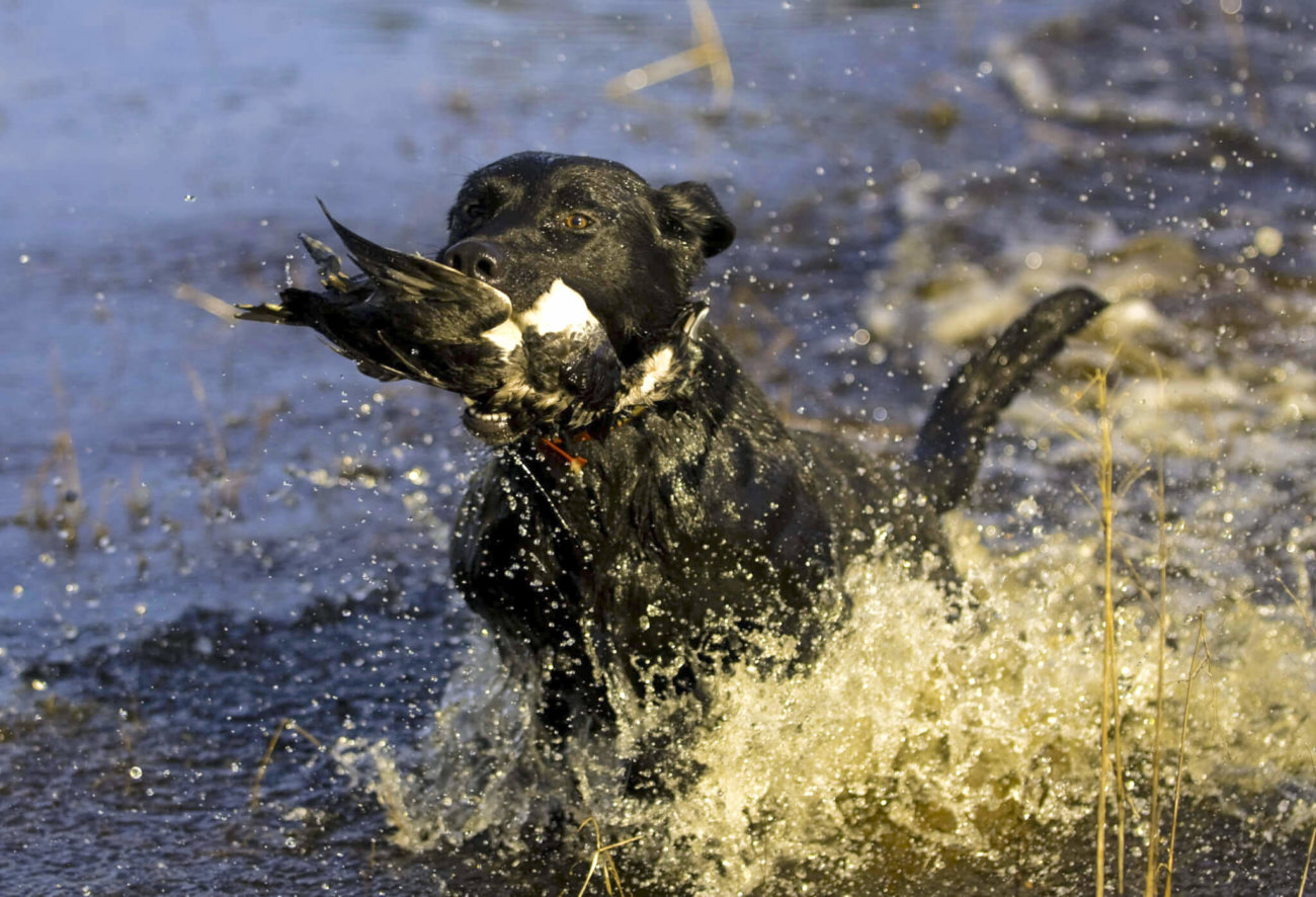 レトリーバー,フレキシ