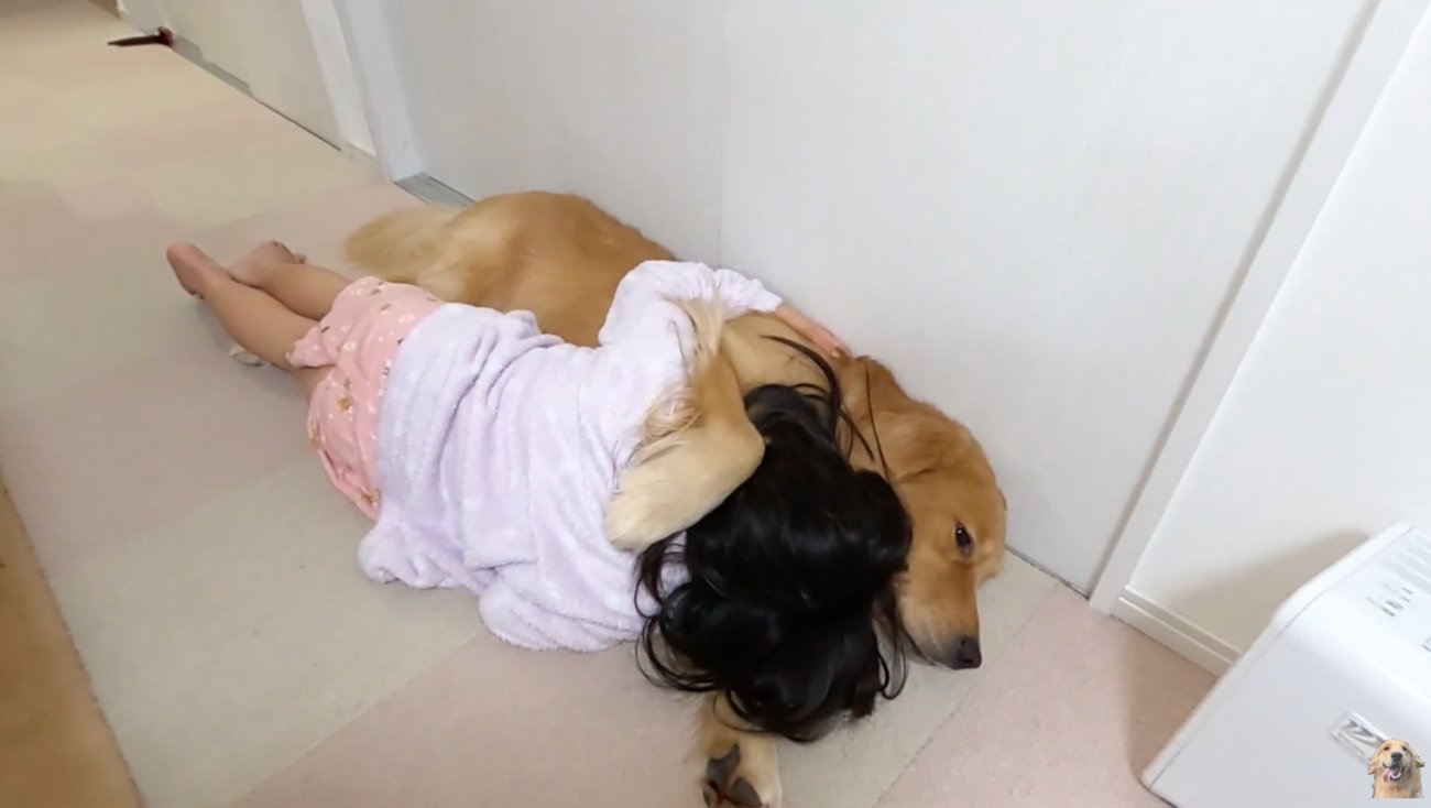 ゴールデンレトリーバー,動画