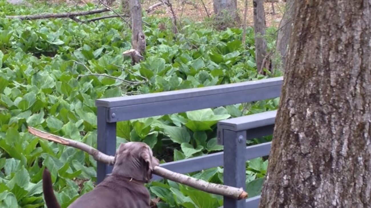 ラブラドールレトリーバー,動画