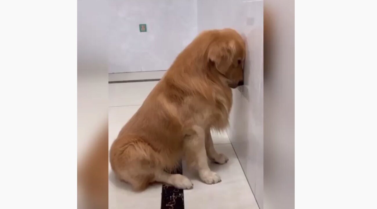 ゴールデンレトリーバー,動画