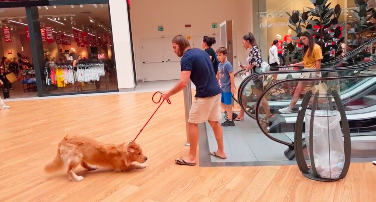 ゴールデンレトリーバー,動画