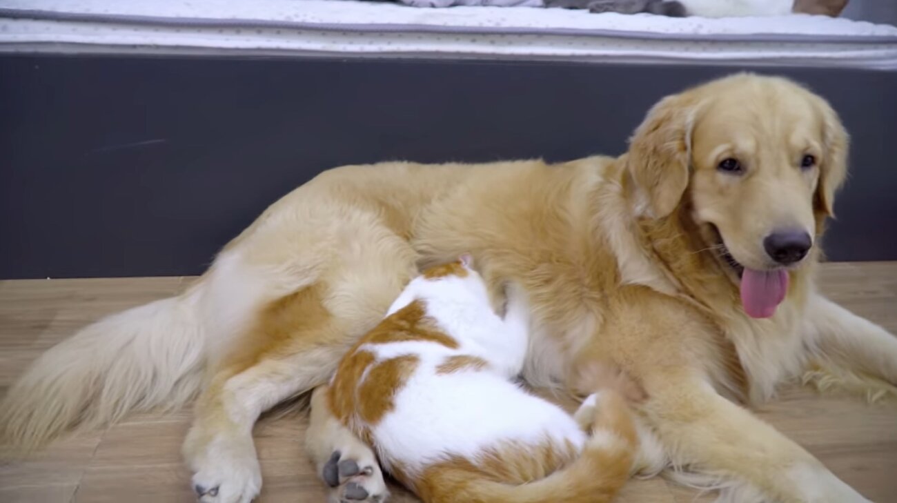 ゴールデンレトリーバー,動画