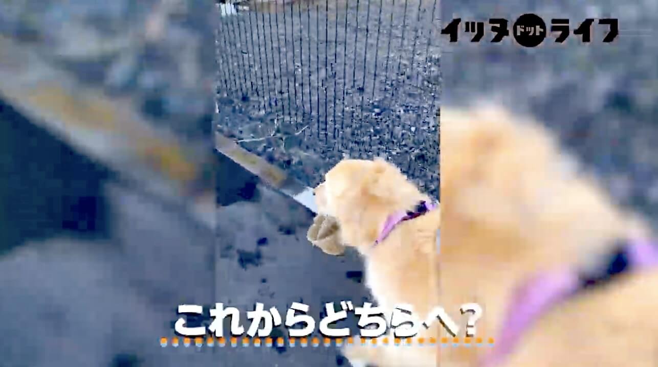 ゴールデンレトリーバー,動画,イッヌドットライフ