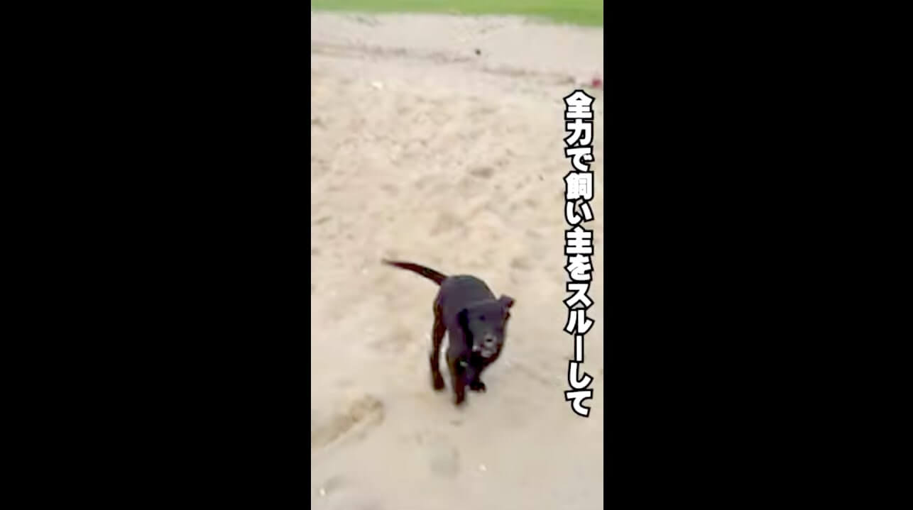 ラブラドールレトリーバー,動画