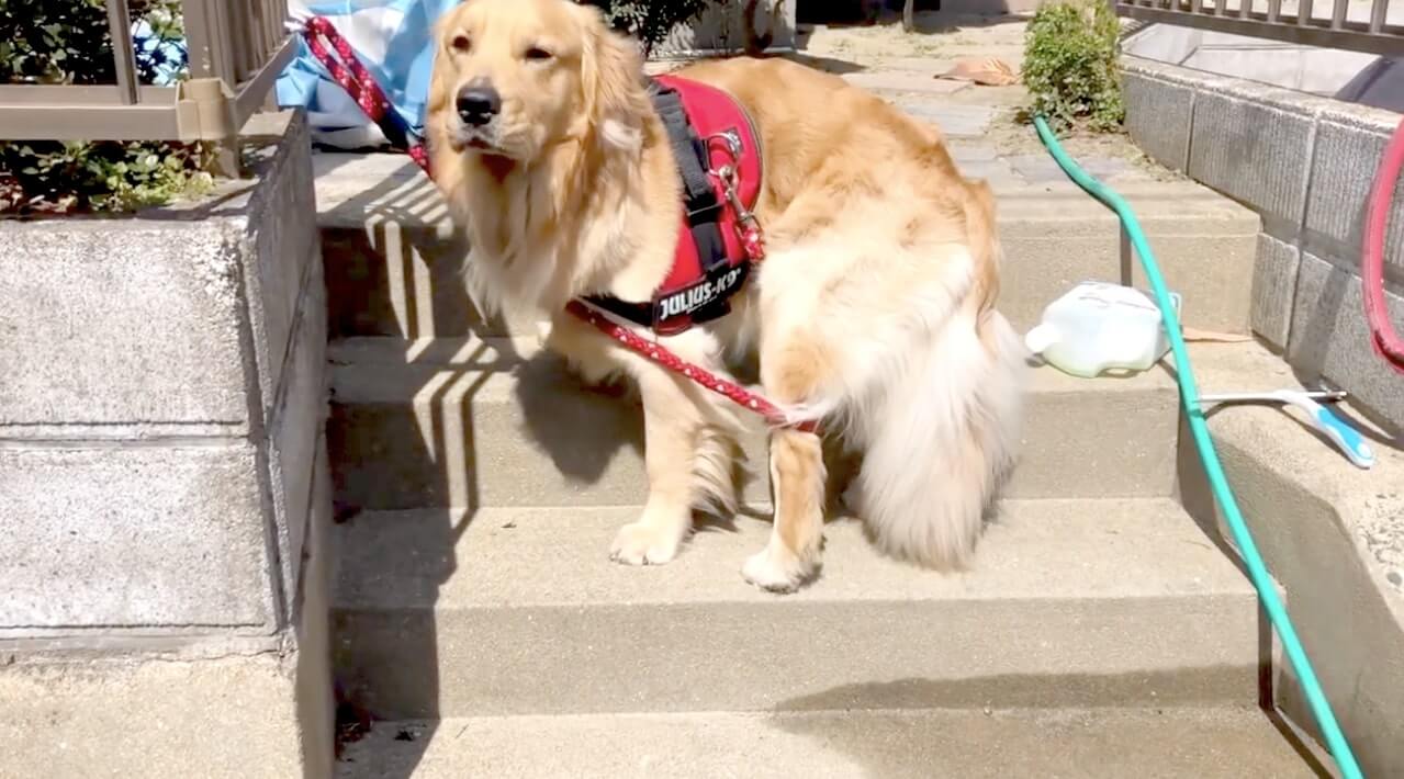 ゴールデンレトリーバー,動画