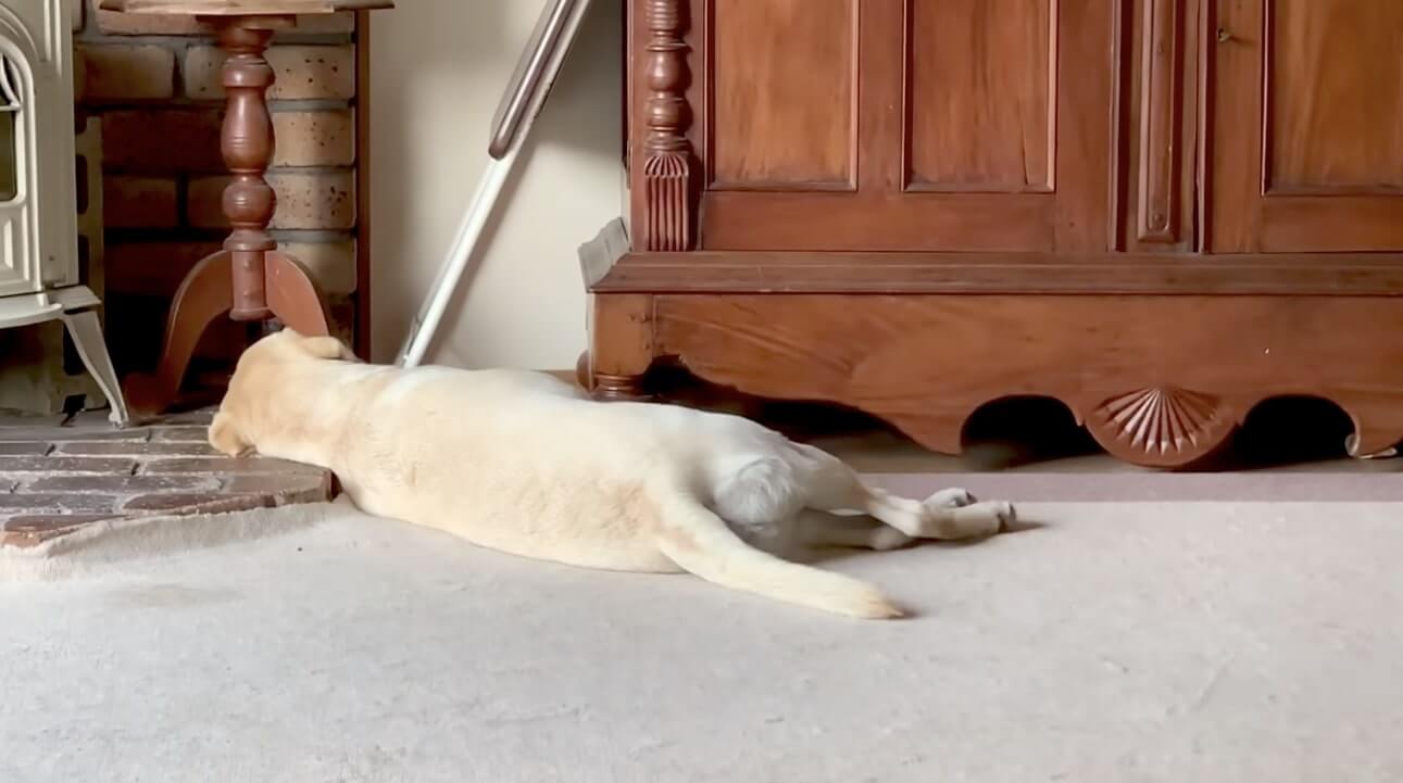 ラブラドールレトリーバー,動画