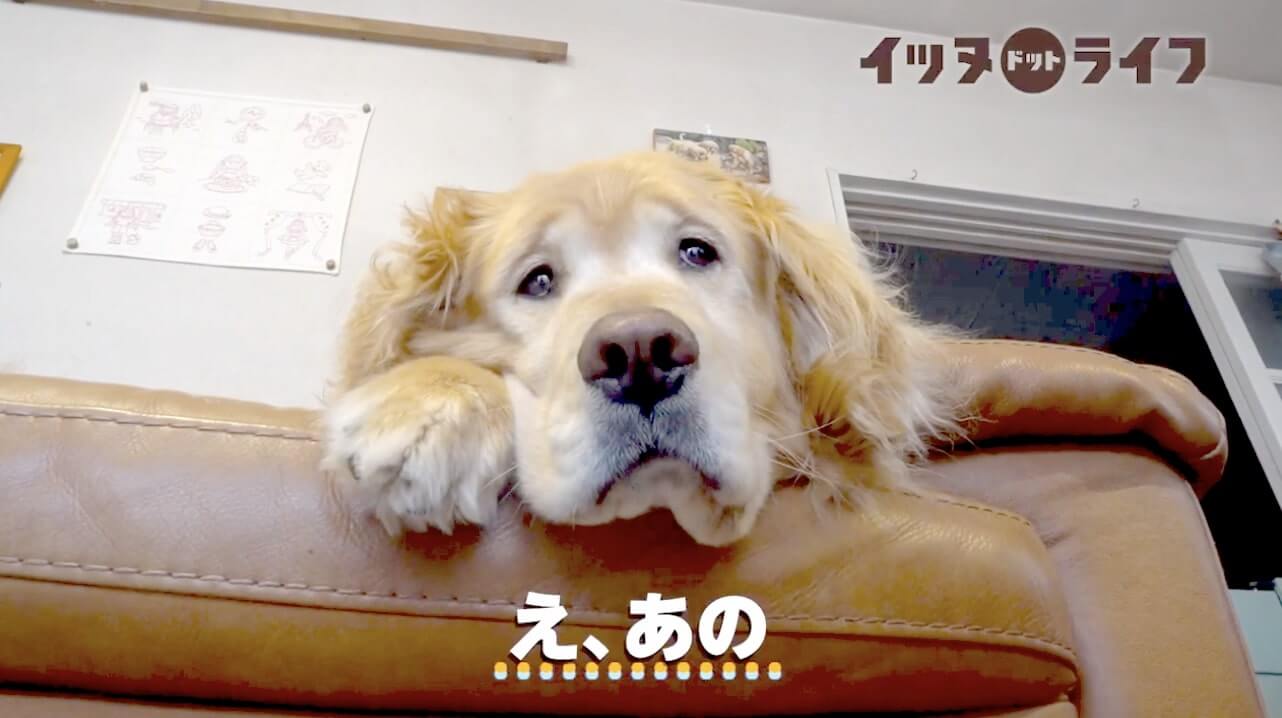 ゴールデン,動画,イッヌドットライフ