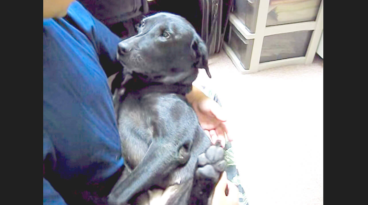 ラブラドールレトリーバー,動画