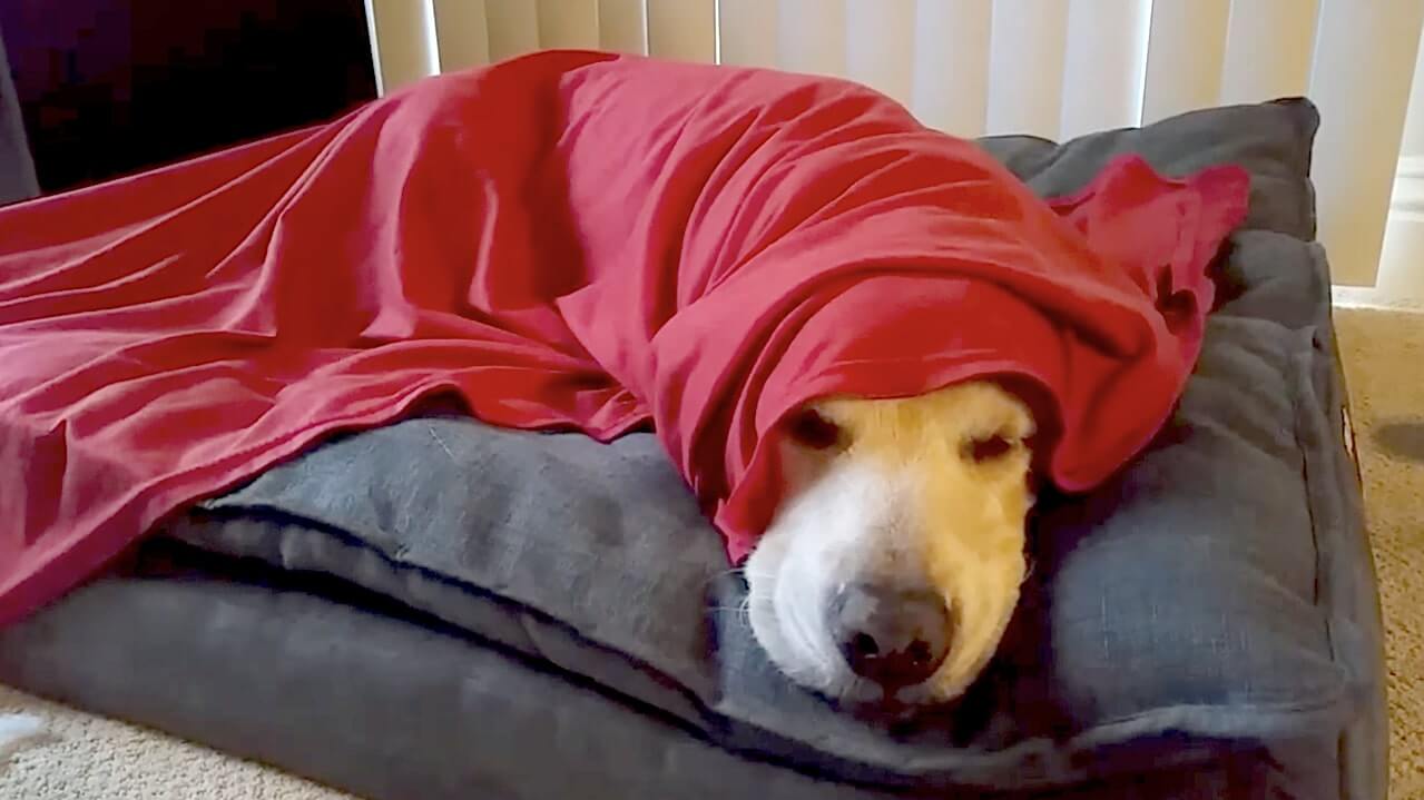 ゴールデンレトリーバー,動画