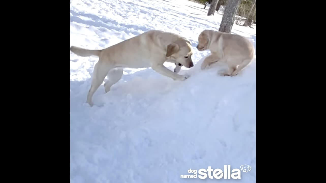 ラブラドールレトリーバー,動画