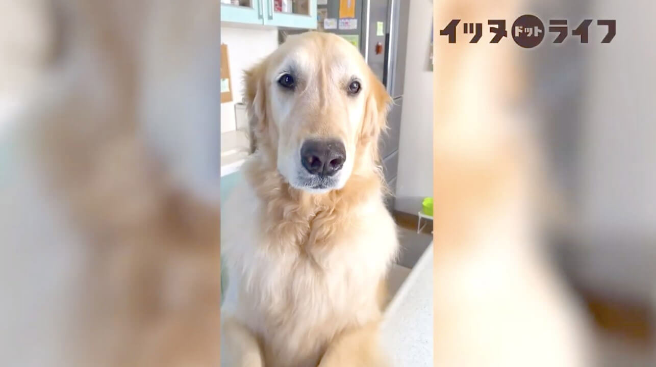 ゴールデン,動画,イッヌドットライフ