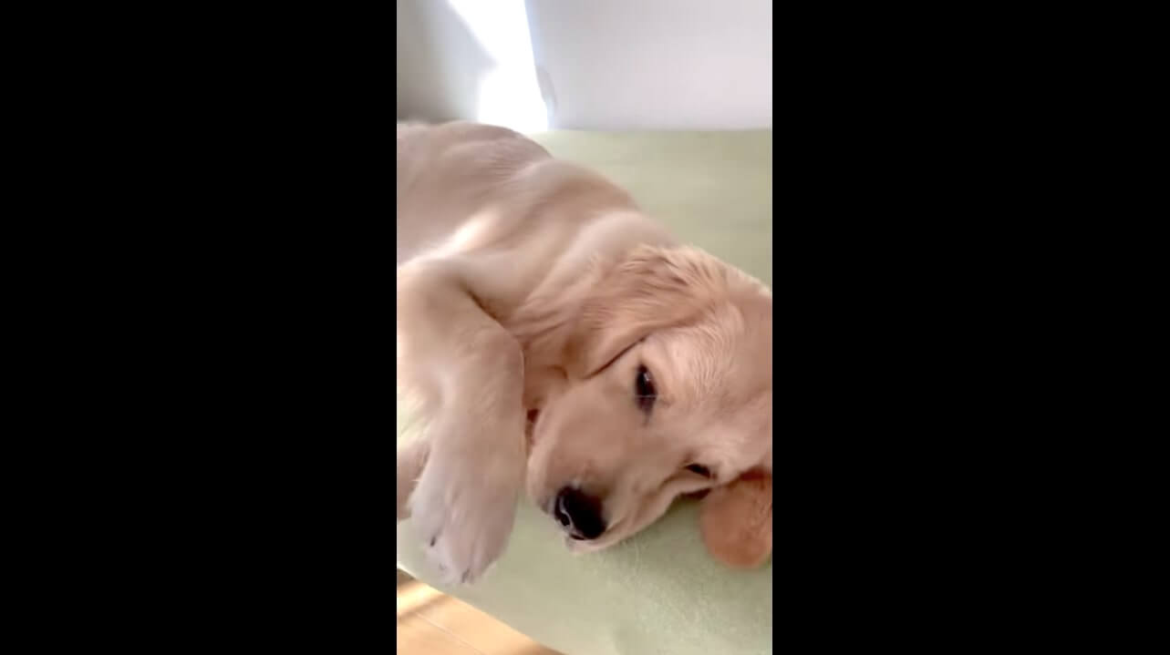 ゴールデンレトリーバー,動画