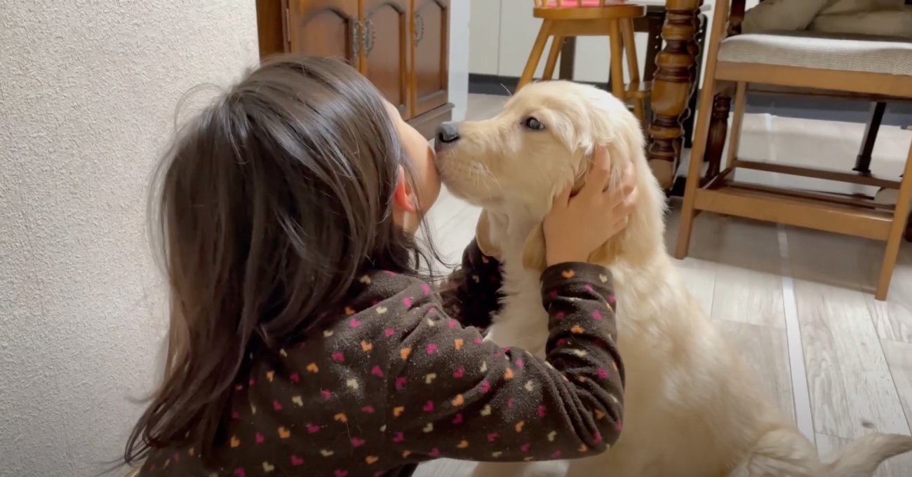 ゴールデンレトリーバー,動画