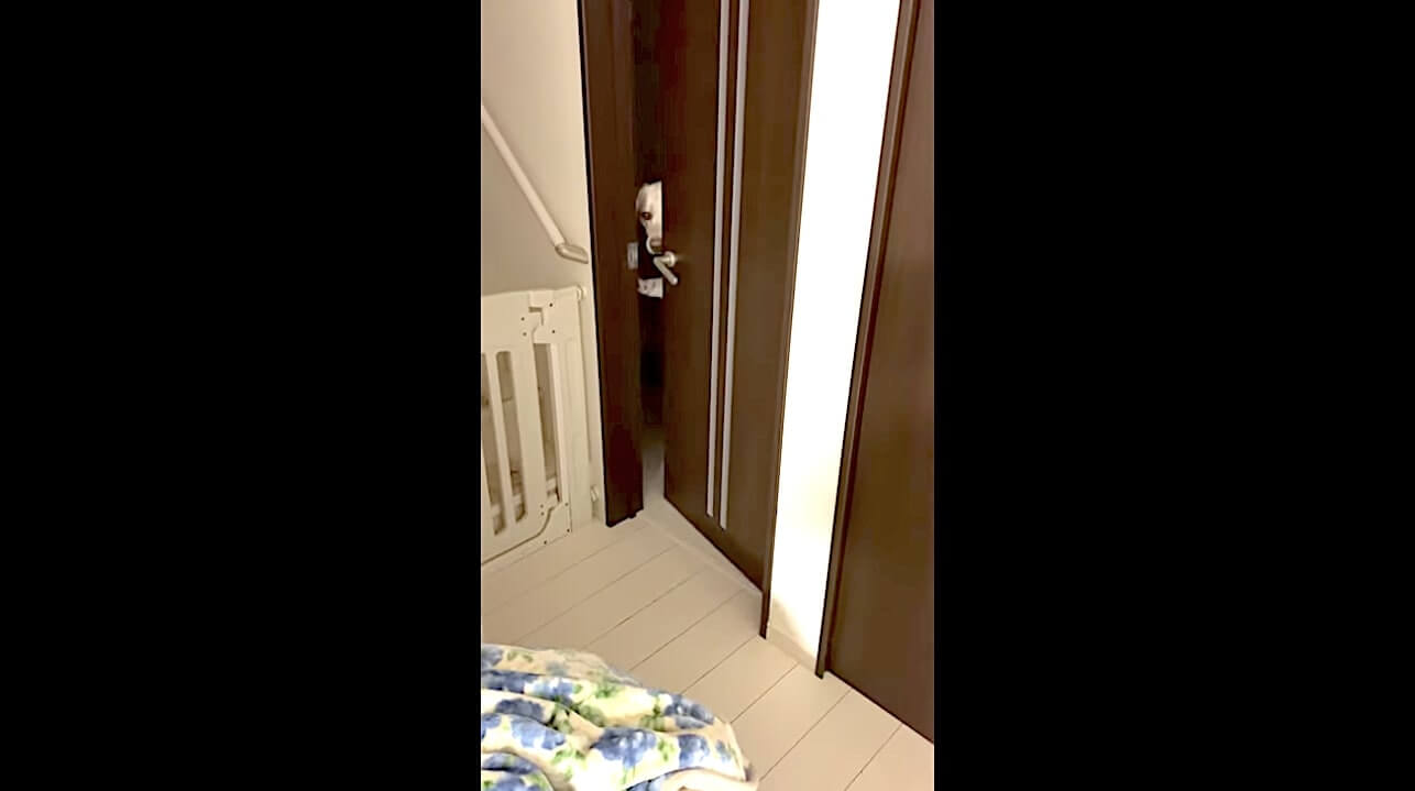 ラブラドールレトリーバー,動画