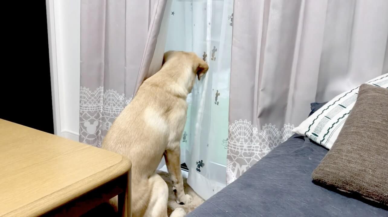 ラブラドールレトリーバー,動画