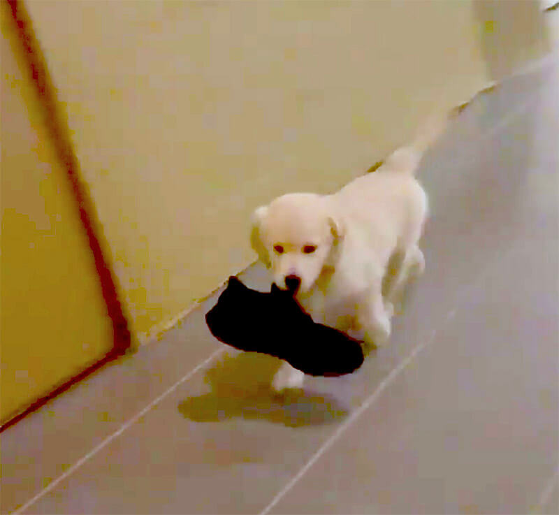 ゴールデンレトリーバー,動画