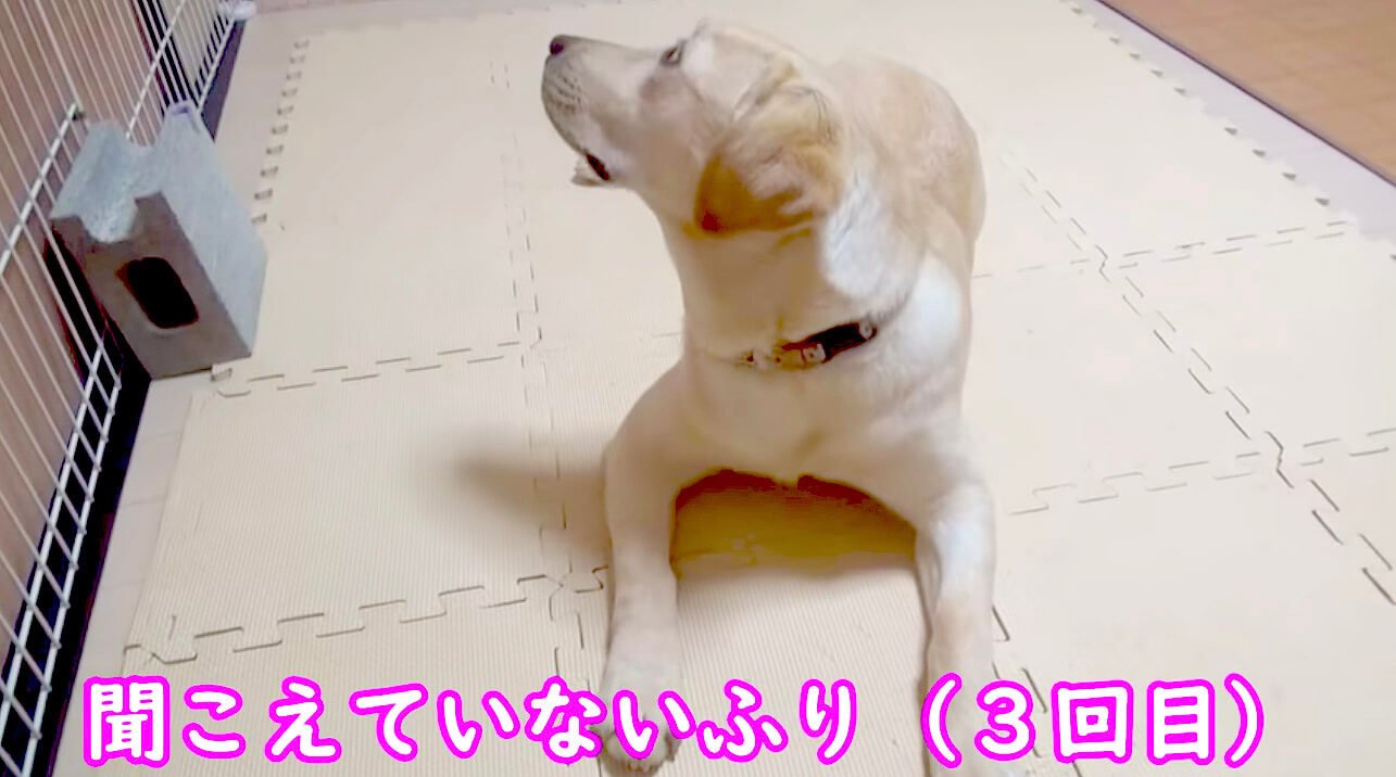 ラブラドールレトリーバー,動画