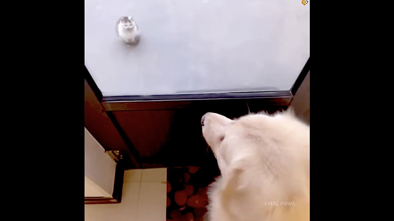 ゴールデンレトリーバー,動画