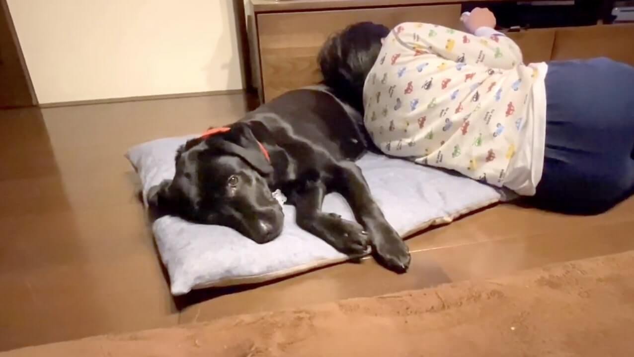 ラブラドールレトリーバー,動画