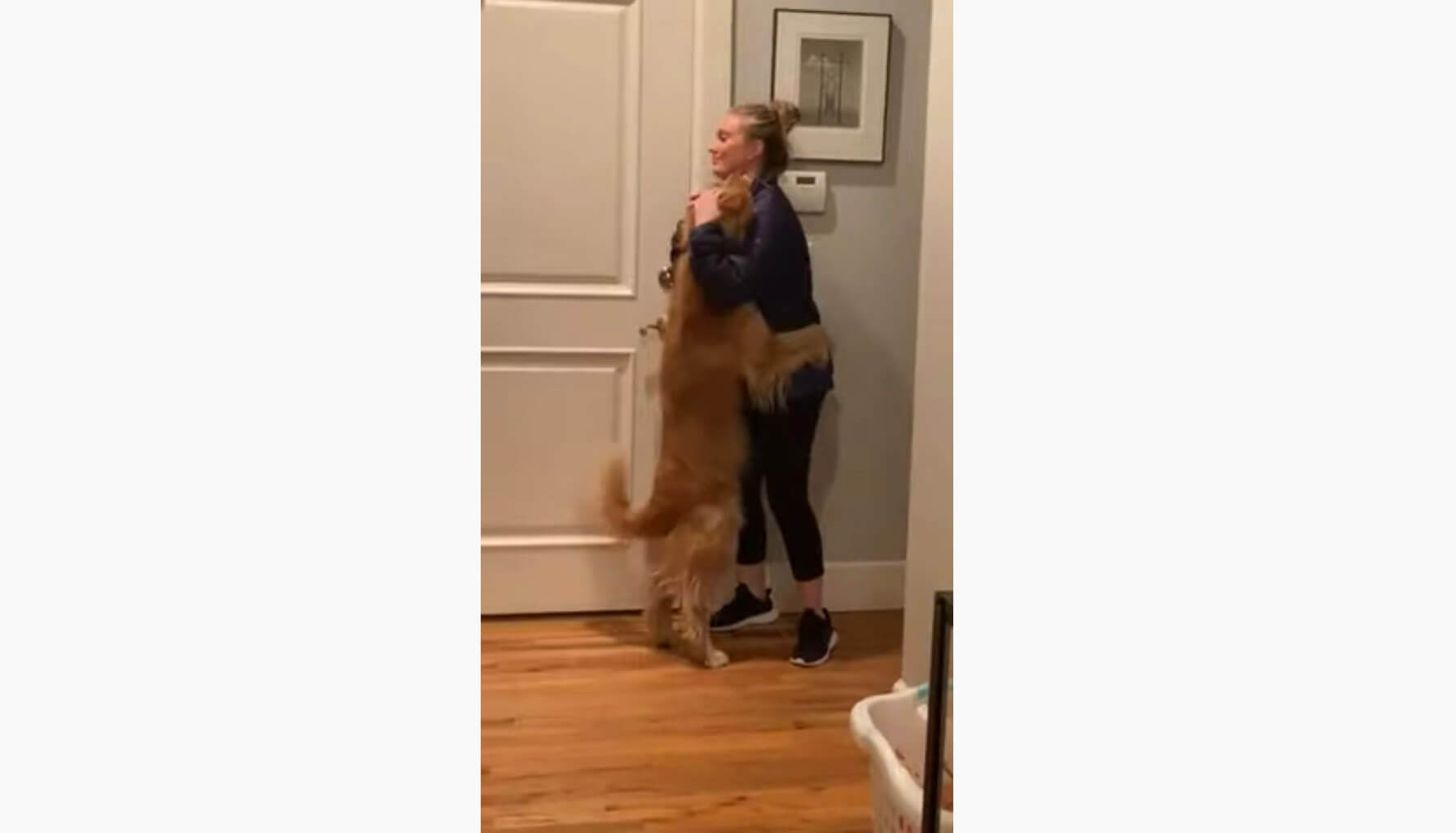 ゴールデンレトリーバー,動画