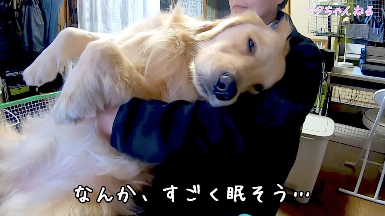 ゴールデンレトリーバー,動画