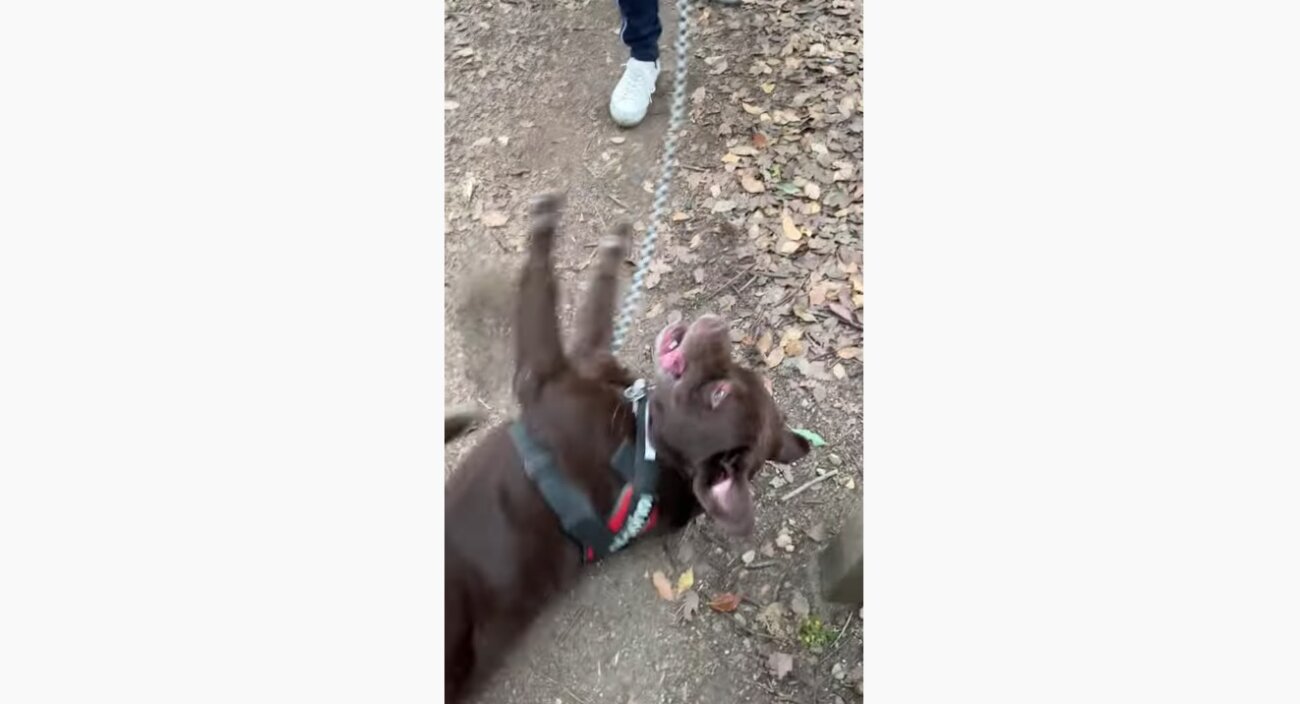 ラブラドールレトリーバー,動画