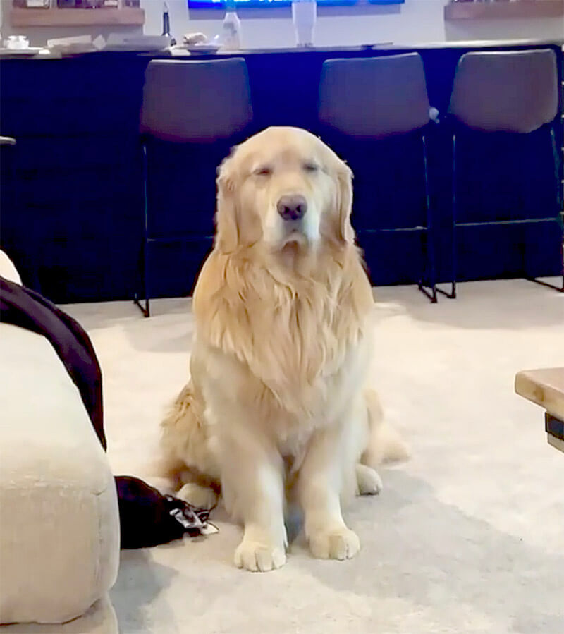 ゴールデンレトリーバー,動画