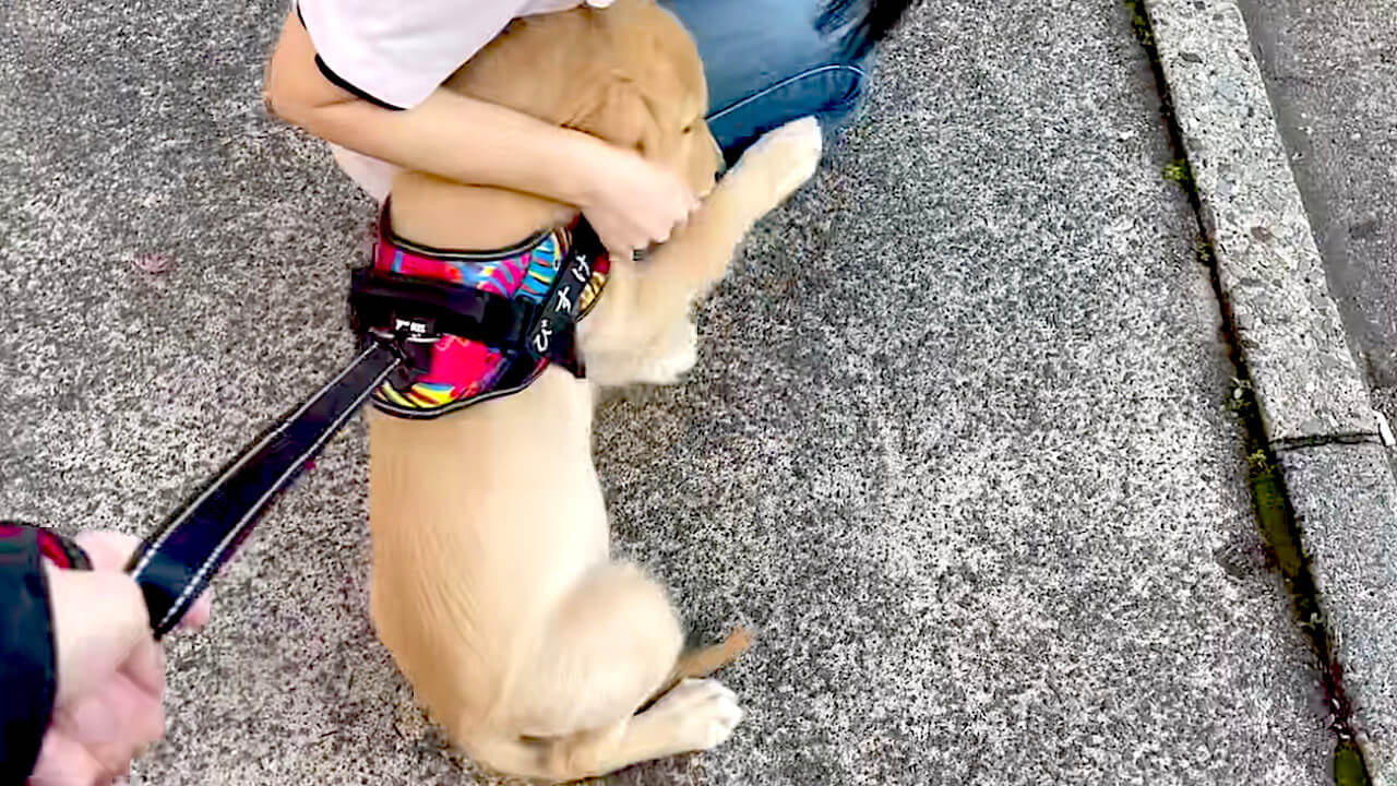 ゴールデンレトリーバー,動画