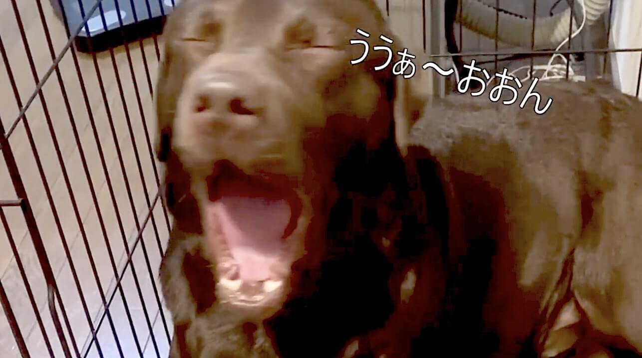 ラブラドールレトリーバー,動画