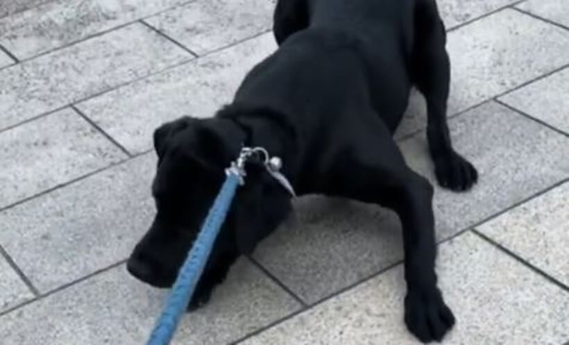 ラブラドールレトリーバー,動画