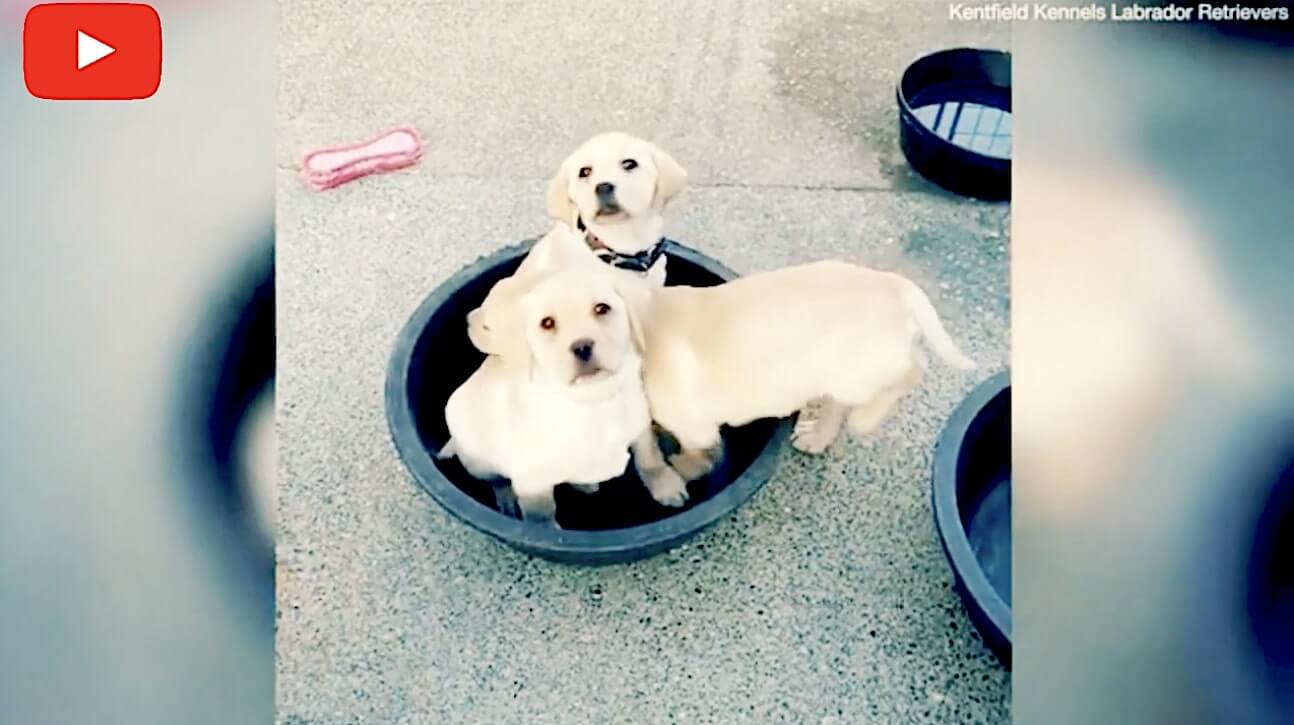 ラブラドールレトリーバー,動画