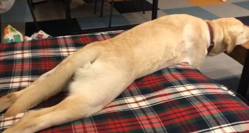 ラブラドールレトリーバー,動画