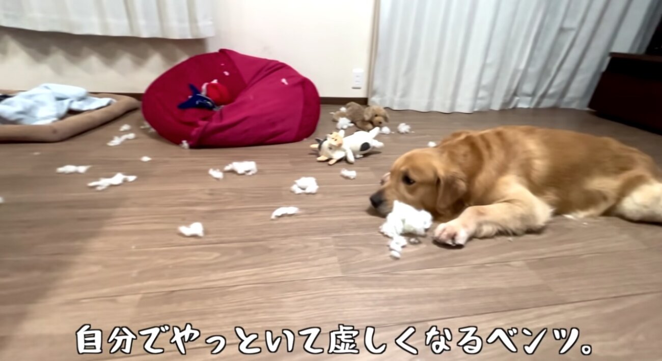 ゴールデンレトリーバー,動画