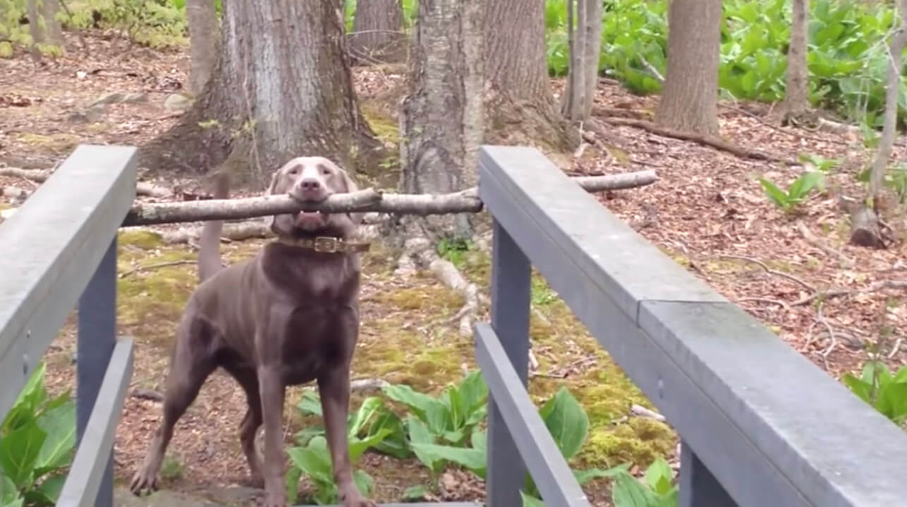 ラブラドールレトリーバー,動画